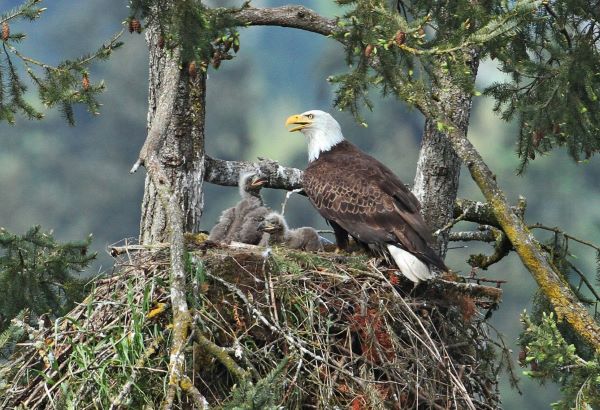 Bald Eagle On Nest With Chicks