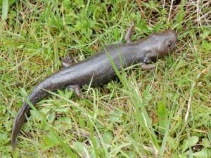 giant salamander