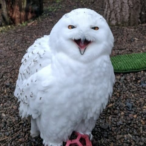 snowy owl - Archimedes