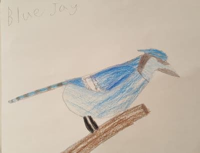 Blue jay drawing
