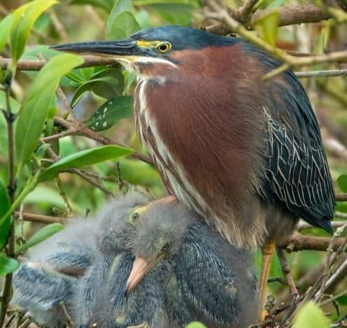 Green Heron With Chicks