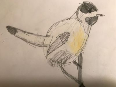 Kid's Drawing Chickadee
