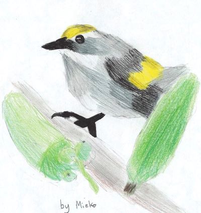 Golden-winged Warbler Drawing