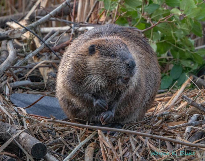 Beaver at lodge