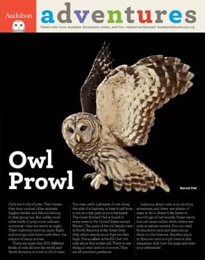 Audubon Adventures cover Owl Prowl