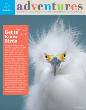 Audubon Adventures cover Get to Know Birds