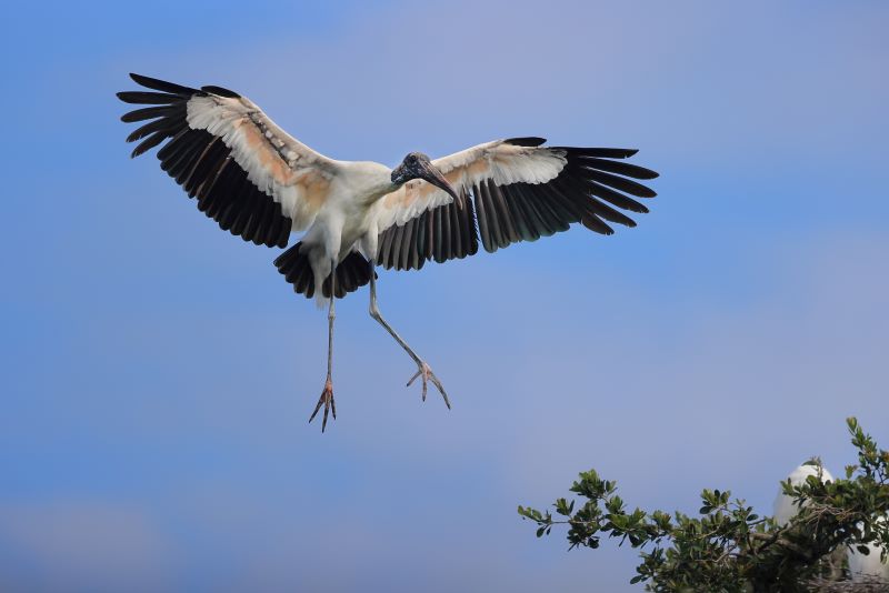 Wood Stork Landing