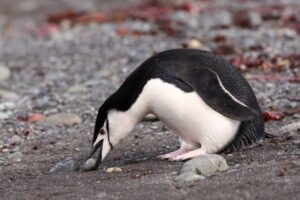 Chinstrap Penguin with egg