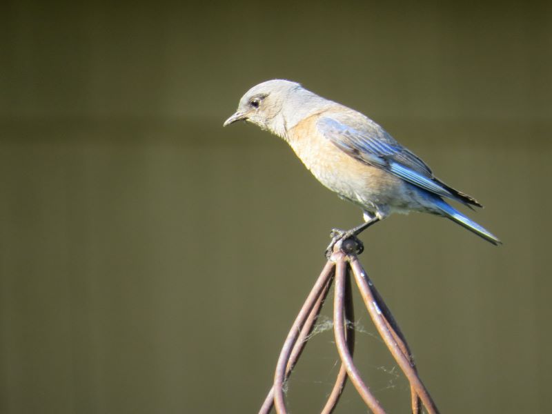 Female Western Bluebird