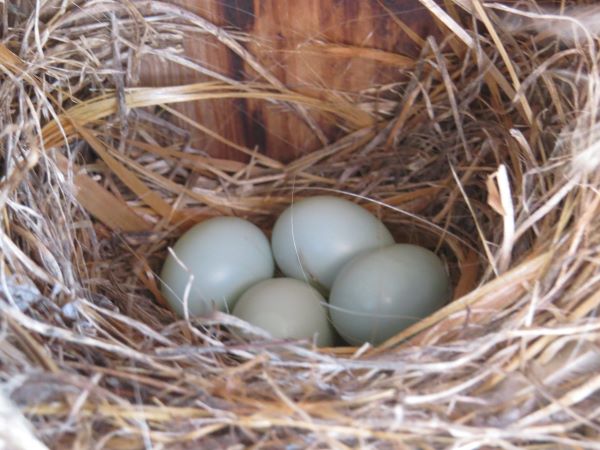 Western Bluebird Eggs