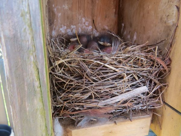 Bluebird nestlings