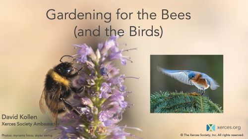 Gardening for the Bees & Birds