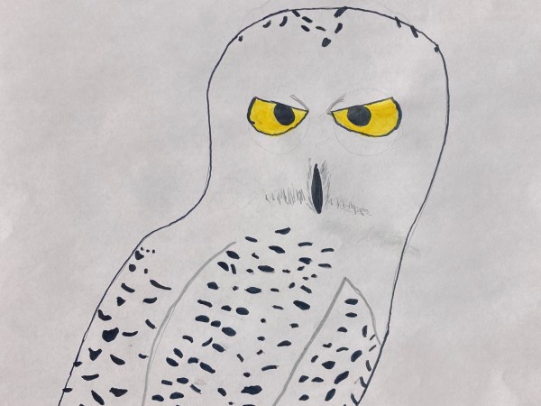 Drawing Of Snowy Owl