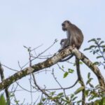 Long-tailed-Macaque