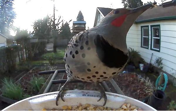 Red-shafted flicker at feeder