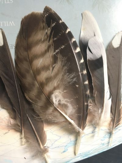 In Classroom Drawing with Feathers