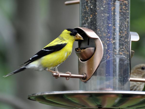 goldfinch at feeder